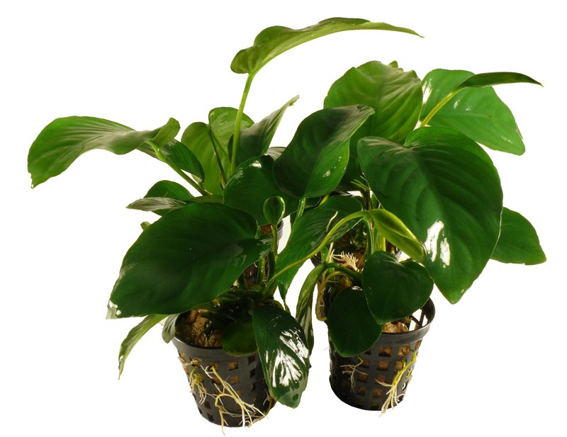 Anubias moederplanten mix